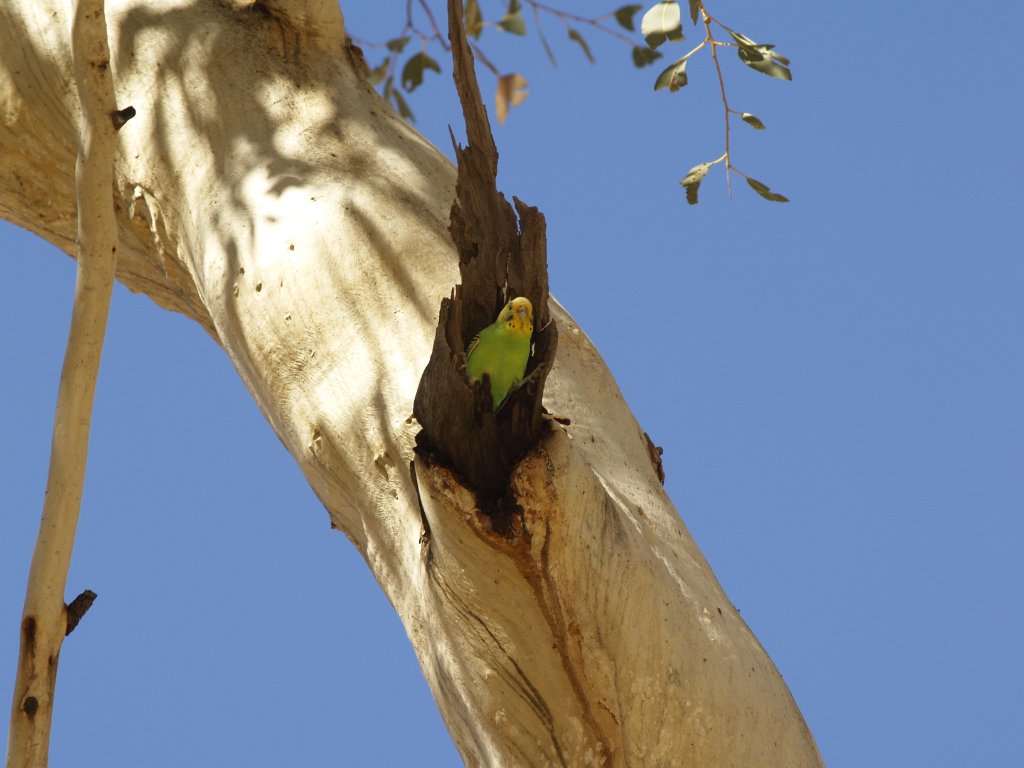 Australische Vögel 2010 063.jpg