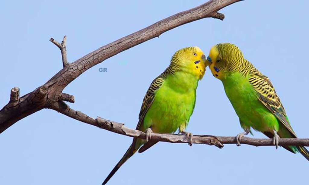 budgies beim schnäbeln.jpg