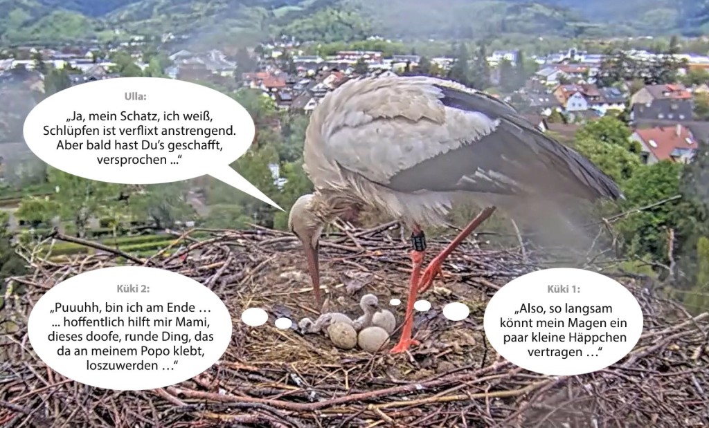 Kirchzarten_2025-04-25_12Uhr47_COMIC-3_Ulla_u_2Küken.jpg