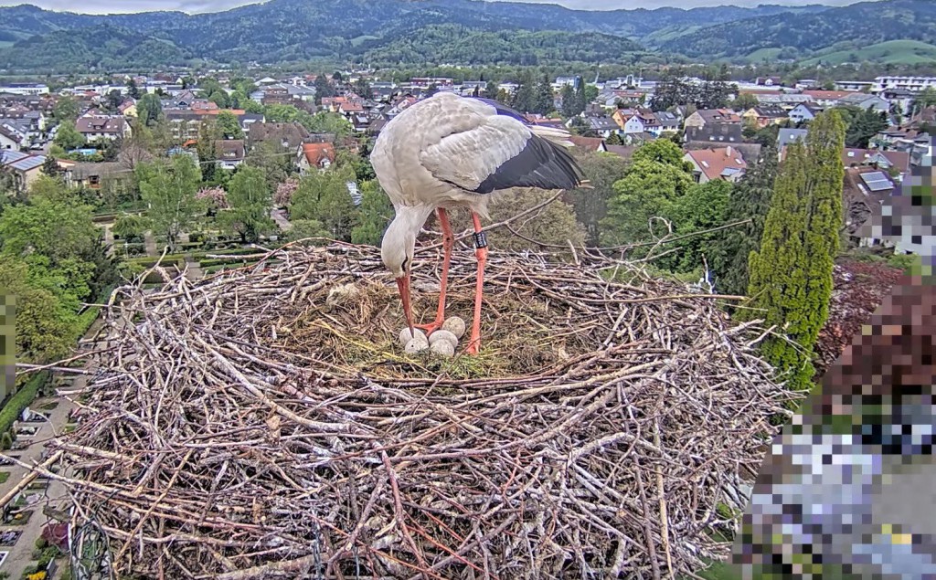 24. April 2025, 09:31 Uhr: Edgar überprüft das Gelege ... mindestens zwei Eier weisen Löcher auf.