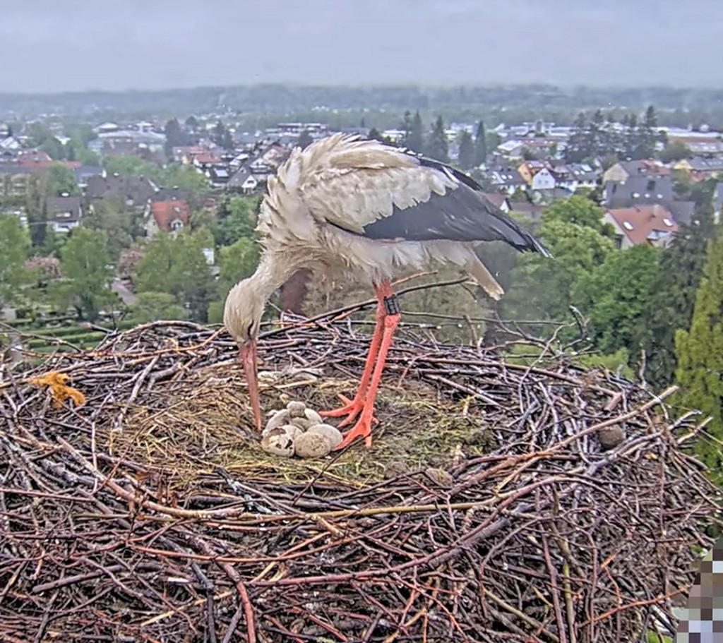 25. April 2025, um 08:55 Uhr: Das erste ist seit 6:27 Uhr geschlüpft, das zweite dahinter kämpft sich gerade durch die Eierschale.