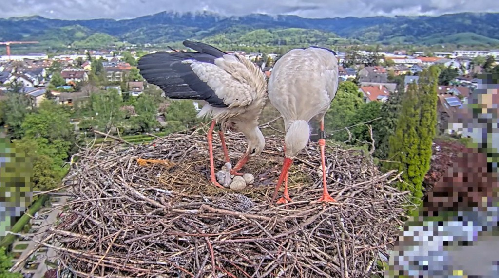 25. April 2025, um 11:45 Uhr: Der Regen hat aufgehört, man sieht das halb geschlüpfte Küken links, liegend. Das erste steht daneben.