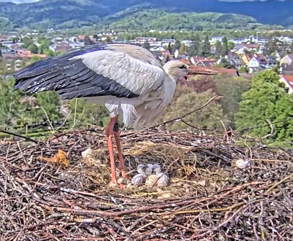 Kirchzarten_2025-04-25 16Uhr00_Edgar-füttert-zwei-Küken.jpg
