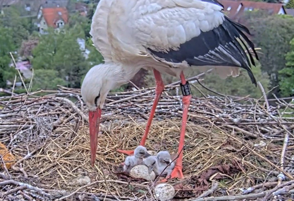 Kirchzarten_2025-04-26 16Uhr16_Ulla_u_3Küken.JPG