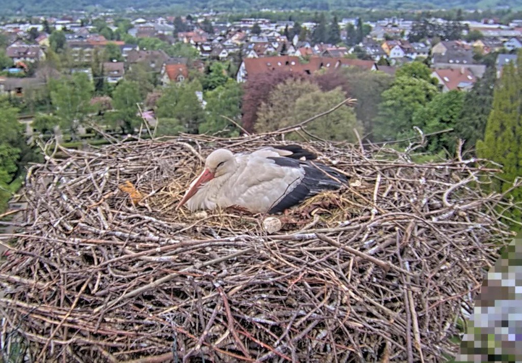 Kirchzarten_2025-04-26 16Uhr31_Ulla_u_3Küken.JPG