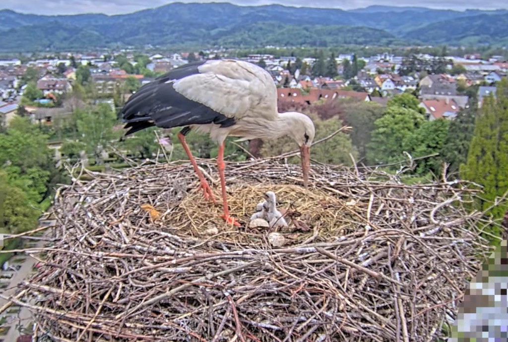 Kirchzarten_2025-04-26 17Uhr00-00_Edgar-wird-von-Küken-begrüßt.JPG