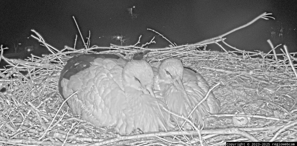 23:56 Uhr: Edgar (rechts) liegt auf dem Gelege, Ulla (links) hat sich zu ihm gesellt.