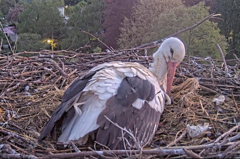 Der Morgen ist angebrochen: Ulla, unschwer zu erkennen an ihrem &quot;Bürzellöckchen&quot;, sitzt auf dem Gelege.