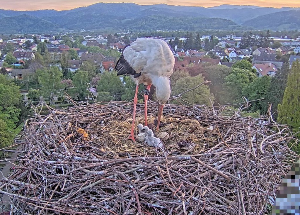 6:22 Uhr: Ulla ist zum Frühstücken abgeflogen, Edgar übernimmt die Schicht.
