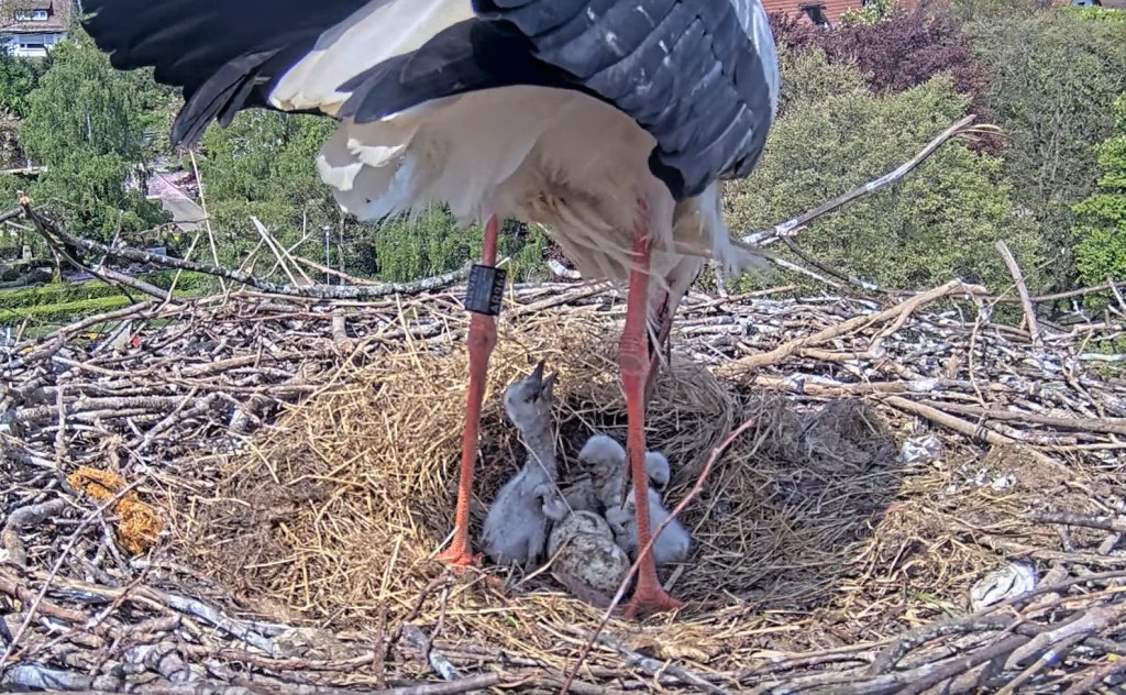 14:59 Uhr: (Fast) immer, wenn der brütende Altvogel (hier ist es Edgar) vom Gelege aufsteht, wird er von den Küken klappernd begrüßt.
