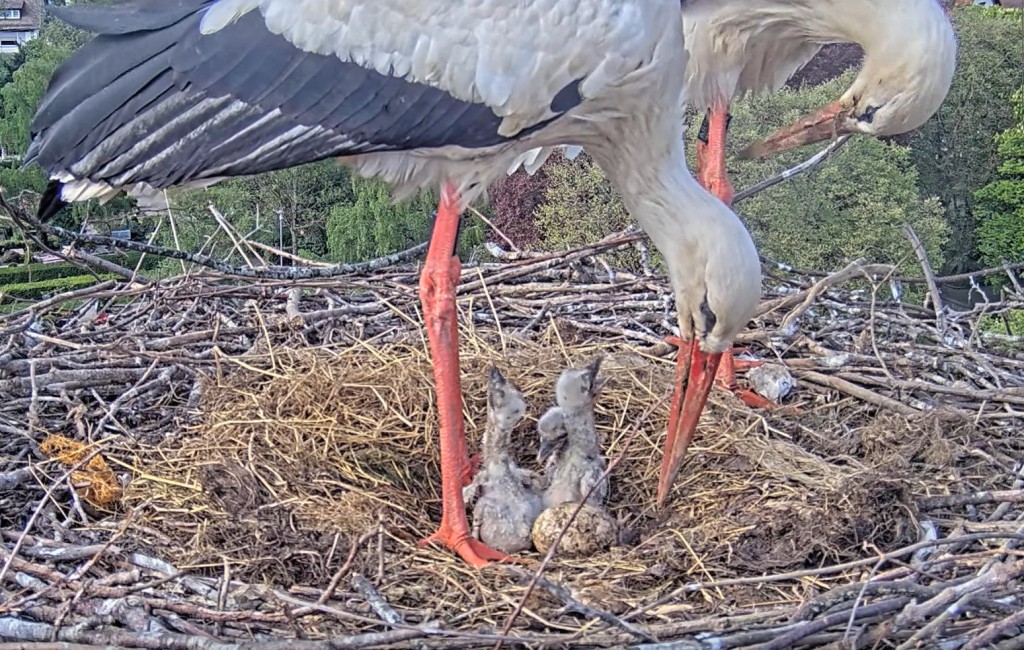 17:28 Uhr: Und noch besser, wenn beide Elternteile im Nest sind, dann wird umso eifriger geklappert.