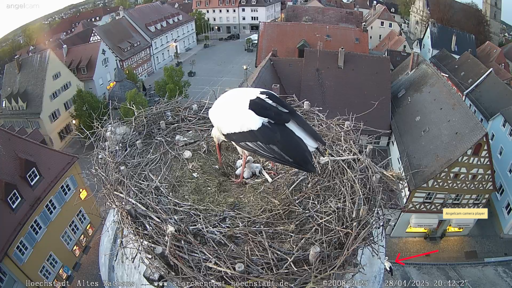 Was ist da unter dem Nest auf der Straße zu sehen...?