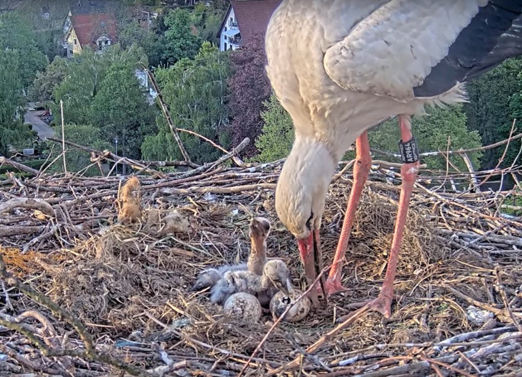 29. April, 19:30 Uhr: Küki Nr.2(?): &quot;Hmm, hat sich da nich grad eben was bewegt? Bist Du ein Geschwisterchen oder was zum Futtern?&quot;