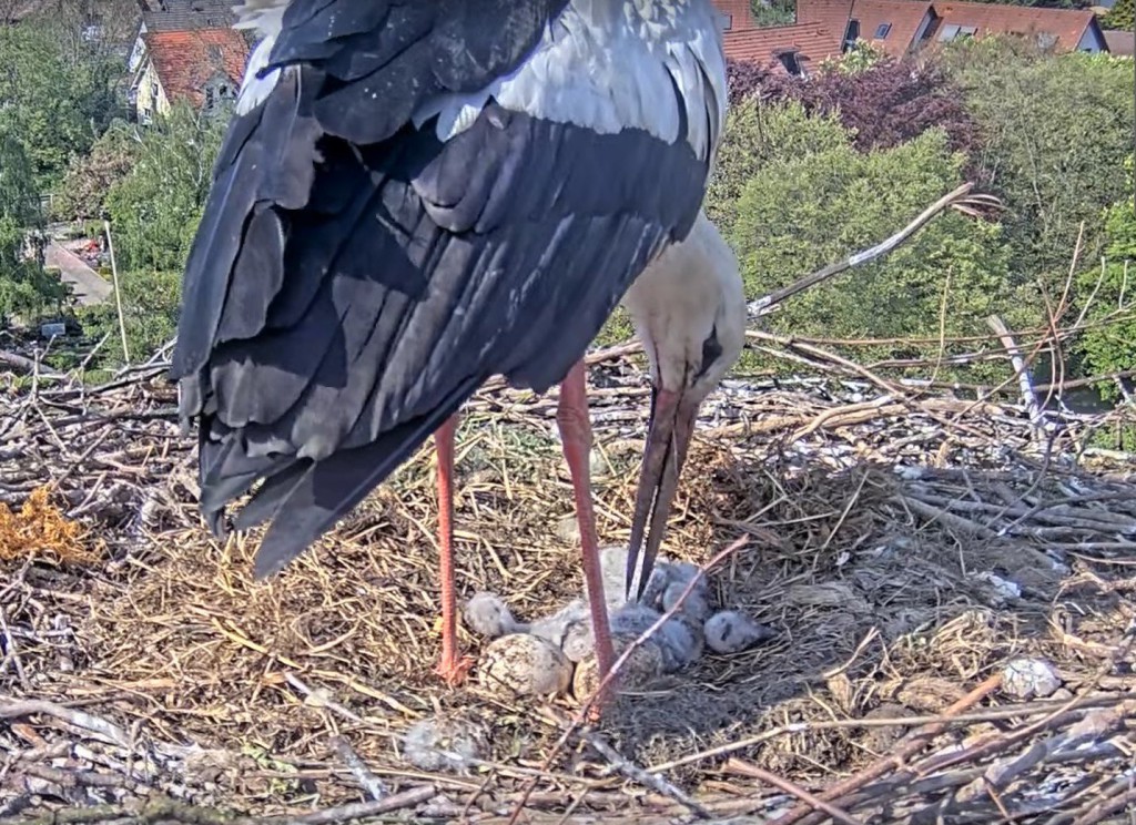 28. April 2025, 16:28 Uhr: Damit Edgar seinen Nachwuchs füttern kann, weckt er sie sanft durch Kitzeln am Rücken.