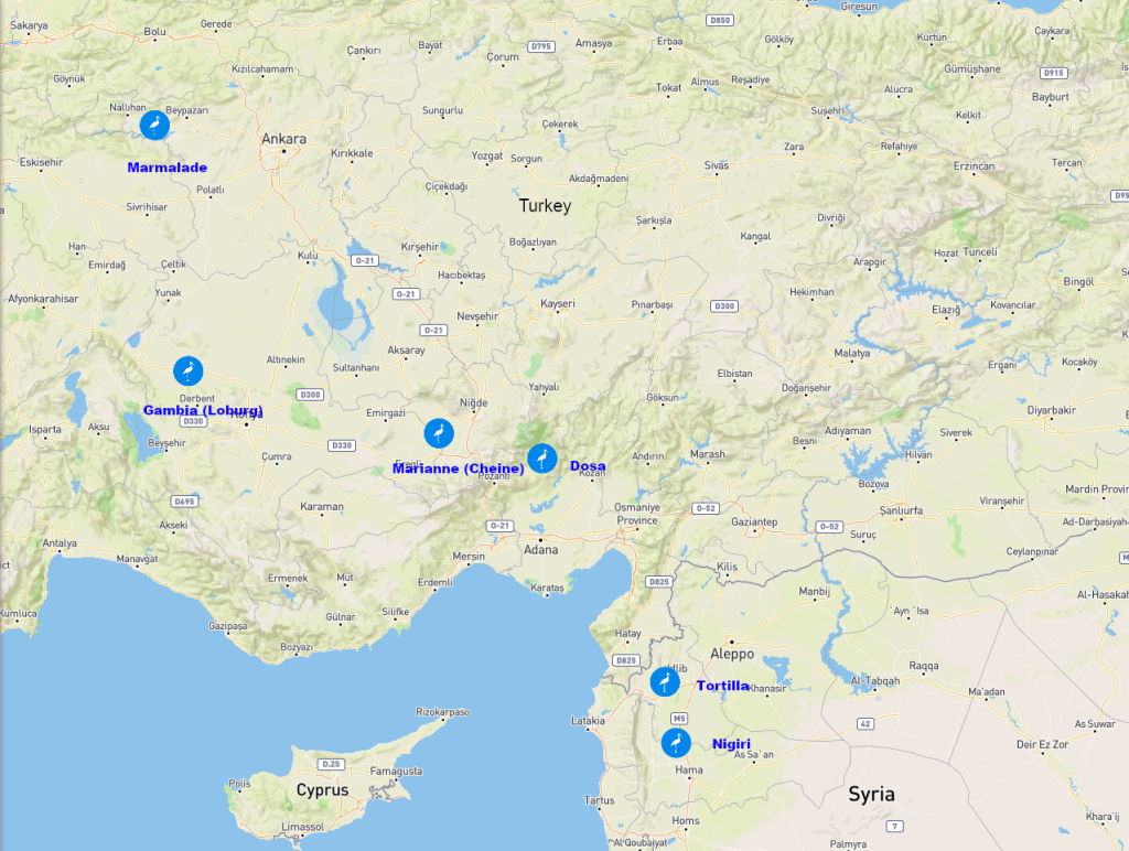 6 Senderstörche über dem Gebiet von Syrien und der Türkei; am 3. Mai 2025.