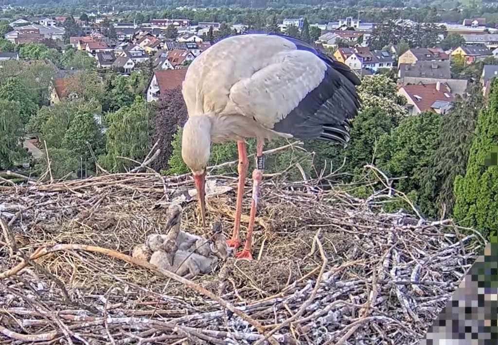 2. Mai, 18:43 Uhr: Schon minutenlang kämpft Küken Nummer 4 mit einer viel zu großen Beute, will sie verschlingen.<br />Edgar beobachtet den tapferen Jungstorch und befreit ihn dann endlich, weil die Maus einfach zu groß ist.