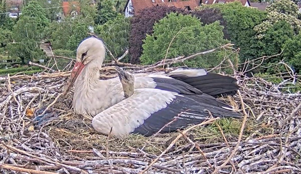 3. Mai, kurz nach 10 Uhr: Ein Küken schaut zwischen Ullas Flügel heraus und klappert.