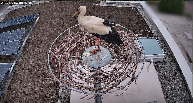 Storchennest-HalstrupWalcher-KiZa_2025-05-06_08Uhr07.jpg