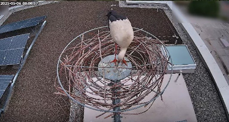 Storchennest-HalstrupWalcher-KiZa_2025-05-06_08Uhr08.jpg