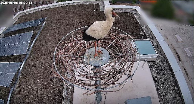 Storchennest-HalstrupWalcher-KiZa_2025-05-06_08Uhr30.jpg