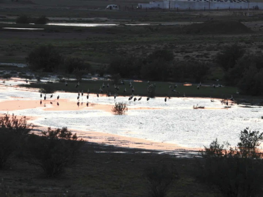 Gabo_05Mai2025_bei-Relizane_Nordwest-Algerien_Bild02.jpg