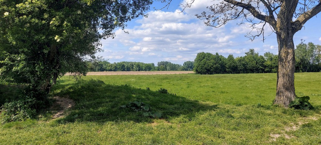 Der erste Anblick aus der Ferne. Frankie befindet sich auf dem hinteren Feld hinter dem Acker mit rund 30 Artgenossen.