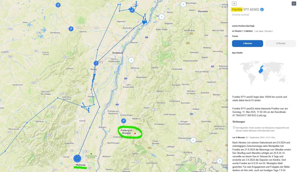 Frankie ist zurück nach Süden, ins Süd-Elsass geflogen.
