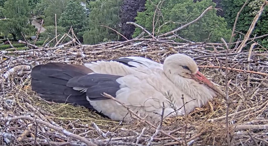 6. Mai 2025, 16:19 Uhr: Es ist ein immer noch kühler Dienstag, Ulla hält ihren Nachwuchs warm.<br />Und noch passen die vier Kleinen unter Ullas Flügel ... doch das Vierergespann frisst und frisst und frisst, wächst und wächst und wächst.