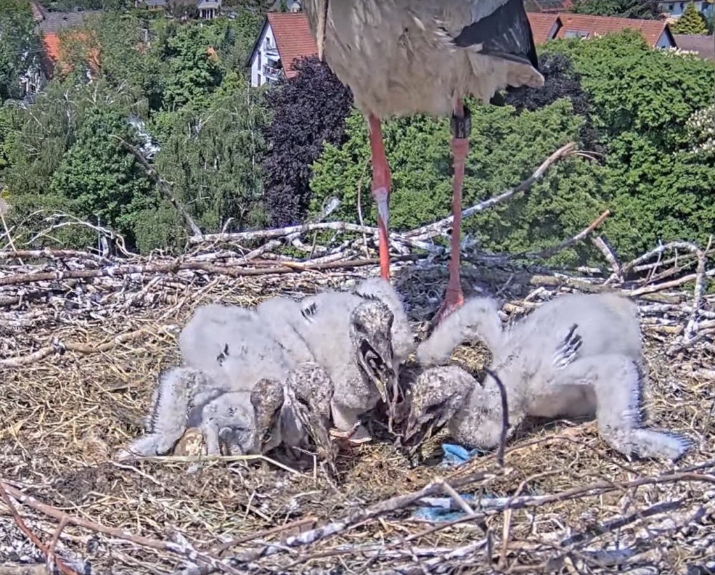 Wie die Orgelpfeifen sitzen die vier nebeneinander, ganz links April, dann das drittgrößte und ganz rechts die beiden ältesten und größten.