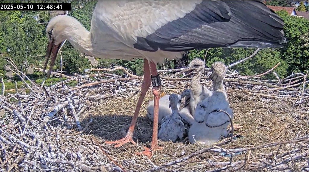 10. Mai 2025, 12:48 Uhr: Edgar mit dem vierköpfigen Nachwuchs, der kleinste Jungstorch links, April, ist gerade 10 Tage alt.