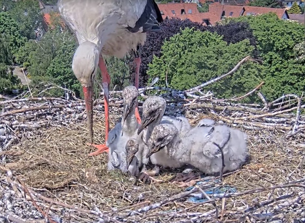 10. Mai 2025, Schnabelvergleich: Der zweite Jungstorch von rechts hat den größten Schnabel.
