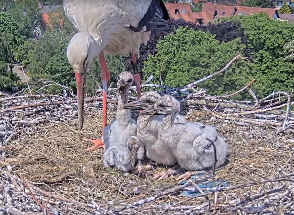 10. Mai 2025, der zweite Jungstorch von rechts, wegen des großen Schnabels: Ist er ein Männchen oder einfach nur der Erstgeborene?<br />Das Große ganz rechts hat ein Schnäbelchen fast wie ein Entenküken, daher könnte ich mir vorstellen, dass es ein Weibchen ist.<br />Natürlich alles ohne Gewähr ...