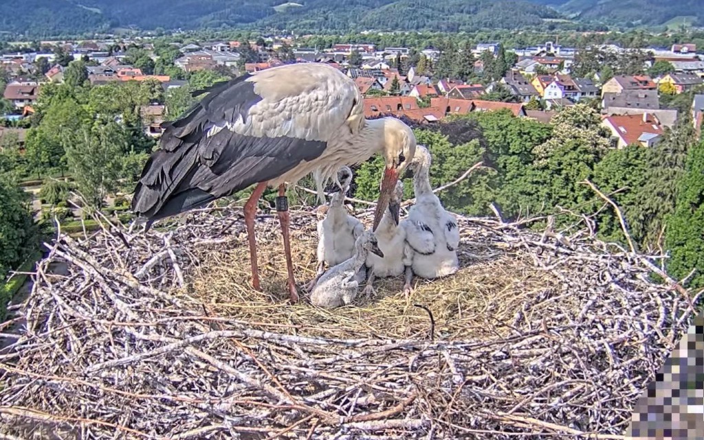 Kirchzarten_2025-05-11 16Uhr23-31_warten-auf-Ulla_Küken-können-sitzen.jpg