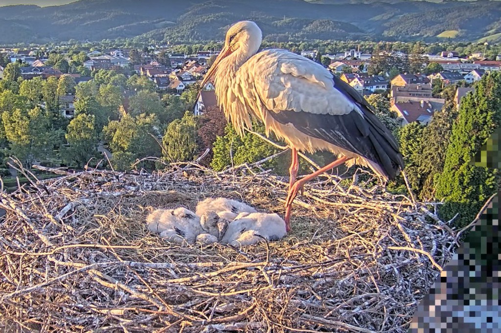 Kirchzarten_2025-05-11 20Uhr11-21_Ulla-u-Küken.jpg