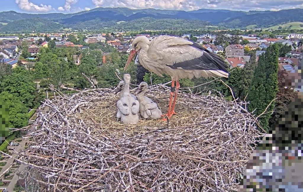 12. Mai 2025, 12:17 Uhr: Ulla mit den drei verbliebenen großen Jungstörchen. Sie warten auf Edgar, der Futter bringen soll.