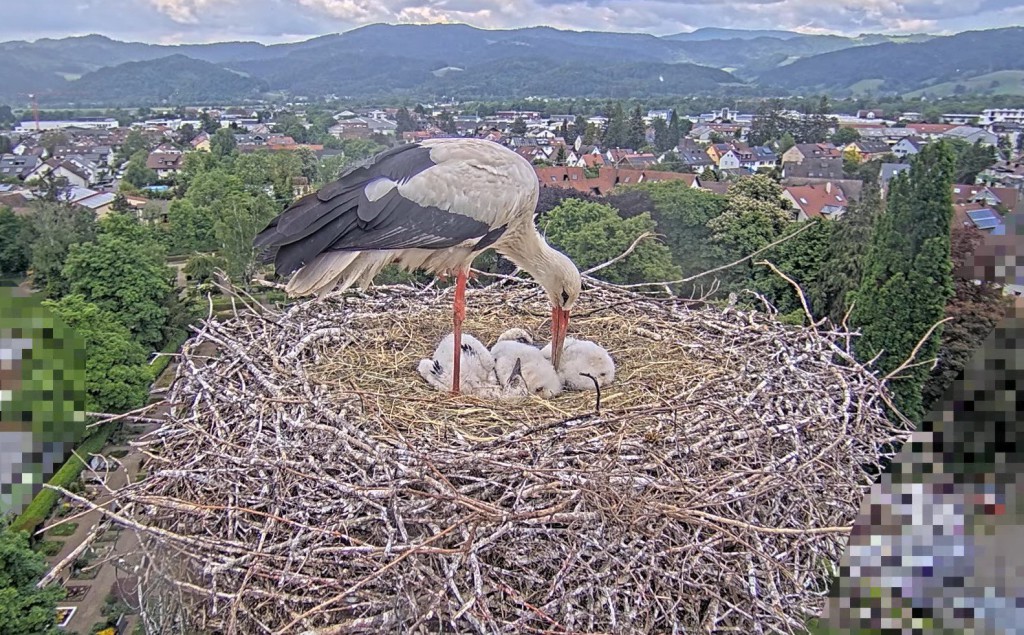 15:56 Uhr: Es regnet. Zuerst war es den Dreien etwas unbehaglich, aber da Papa keine Anstalten machte sie bei sich unterzustellen, legten sie sich irgendwann ins Heu und genossen die leichte, warme Dusche bei ca. 20°C.