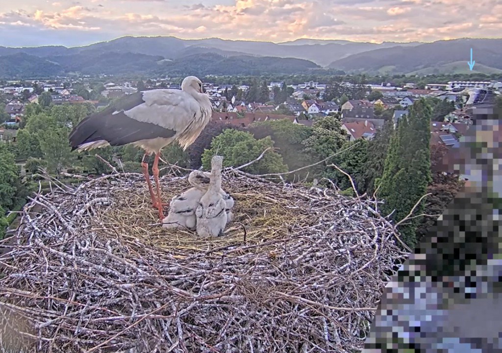 Kirchzarten_2025-05-12 19Uhr50-30 Fremdstorch-fliegt-am-Nest-vorbei.jpg