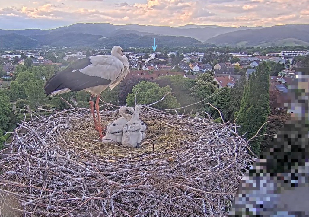 Kirchzarten_2025-05-12 19Uhr50-30-2 Fremdstorch-fliegt-am-Nest-vorbei.jpg