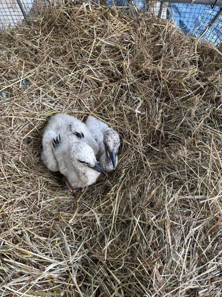 Storchenküken aus zwei von 250 Nestern im Breisgau, die wegen Futtermangel vom Nestrauswurf betroffen waren.<br />Sie konnten glücklicherweise gerettet werden und werden nun in der Storchen-Auffangstation in Reute versorgt.