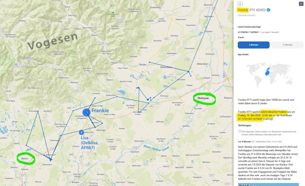 Frankie hält sich aktuell im Gebiet zwischen Mulhouse und Belfort auf, südlich der Vogesen.
