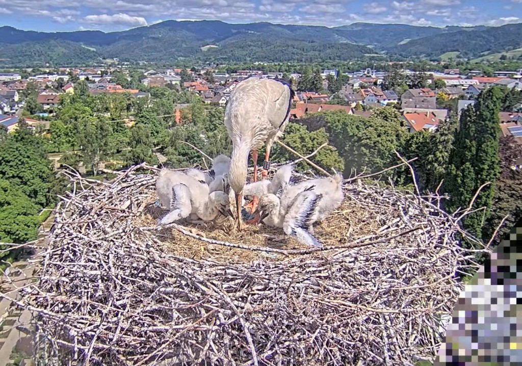 Kirchzarten_2025-05-16 11Uhr56_Ulla-füttert-die-3-Jungstörche.jpg