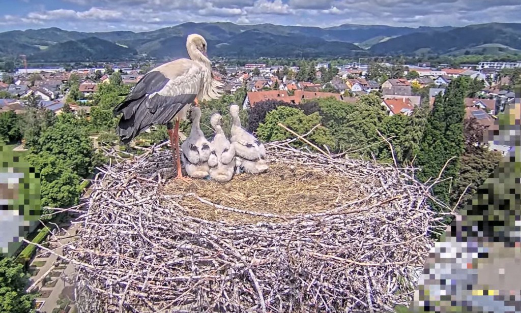 Kirchzarten_2025-05-16 14Uhr01-04_Edgar-mit-den-3-Jungstörchen.jpg