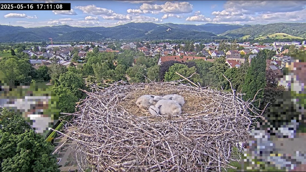 Kirchzarten_2025-05-16 17Uhr11-08 Ulla-umkreist-Nest_Jungstörche-in-Akinese.jpg
