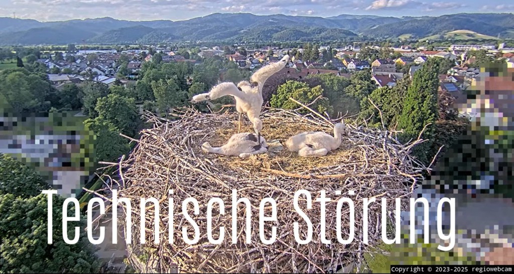Kirchzarten_2025-05-18 19Uhr16 Jungstörche-allein-im-Nest.jpg