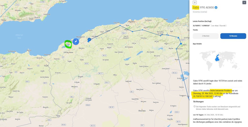 Gabo ist nach Westen, Richtung Oran, weitergezogen.