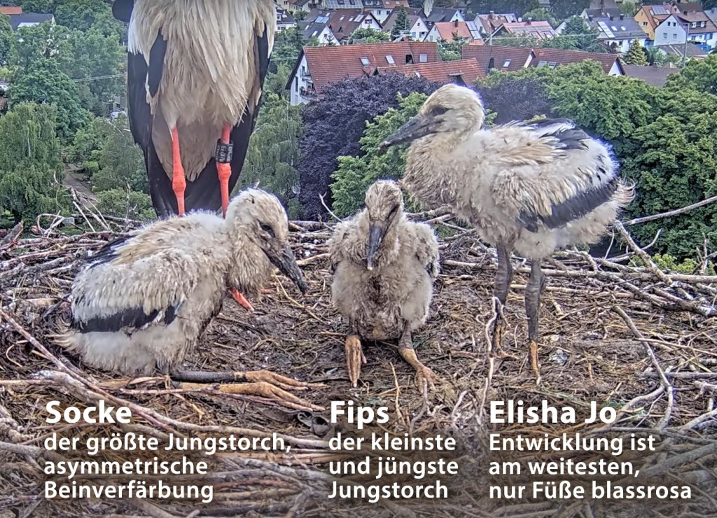 Auch beim Vergleich der Schnäbel zeigt sich, dass &quot;Socke&quot; den längsten hat. Seiner ist zudem ganz leicht nach unten gebogen