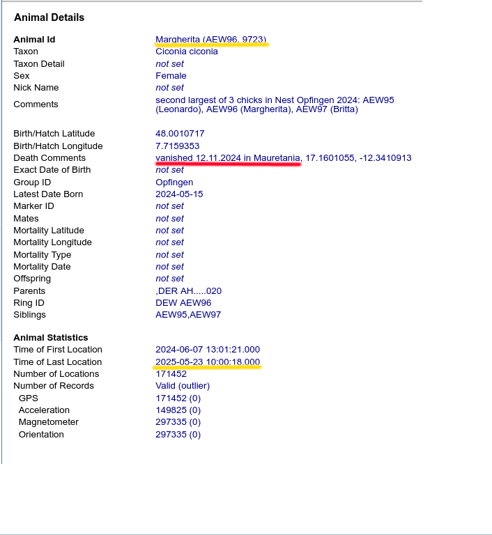 Aktuelles Tracking von Margherita in der Movebank vom 23. Mai 2025.