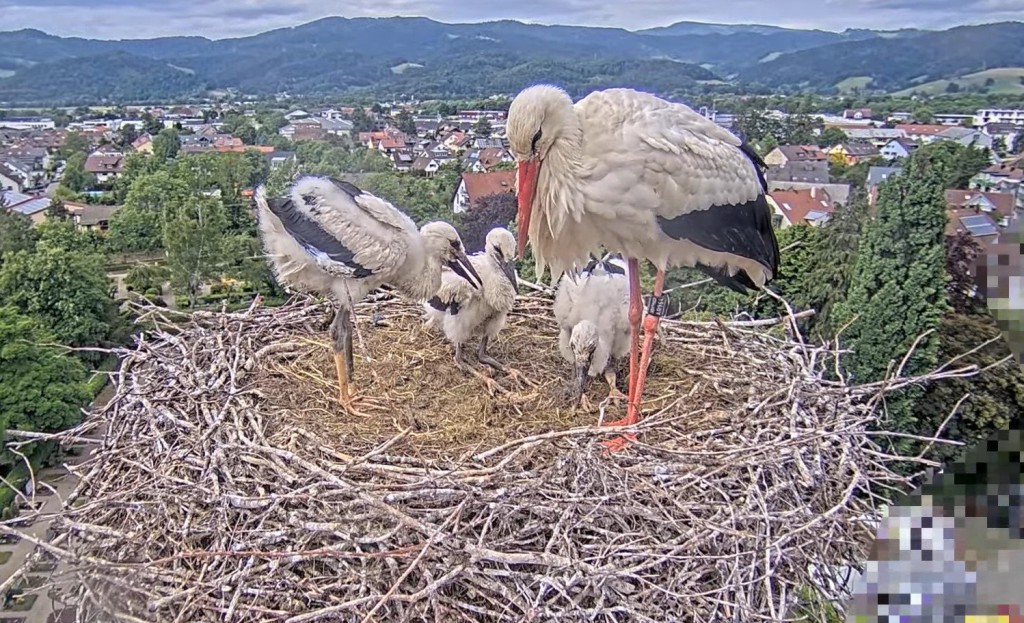 25. Mai 2025, 16:23 Uhr: Nach dem Regen sind alle wieder trocken: ganz links (stehend) Socke, Elisha Jo und Fips mit Edgar.
