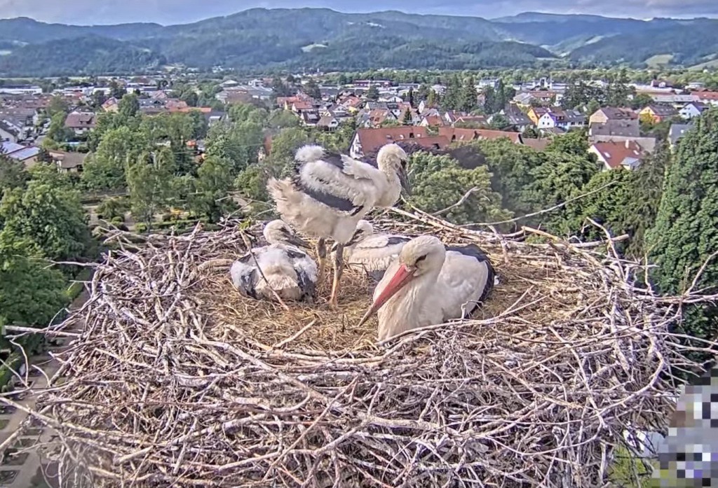17:50 Uhr: Ulla hat sich zu ihren Kids gelegt, von links: Elisha Jo, Fips stehend und Socke