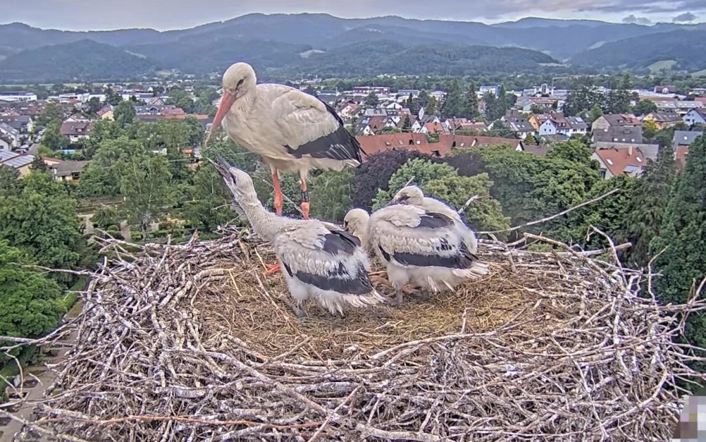 19:42 Uhr: Die unersättliche Elisha Jo hat wieder Hunger und bettelt bei Mama Ulla.